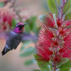 Location: Glendale, AZ
Date: 2020-11-18
Hummingbird hovers near a Callistemon bloom.