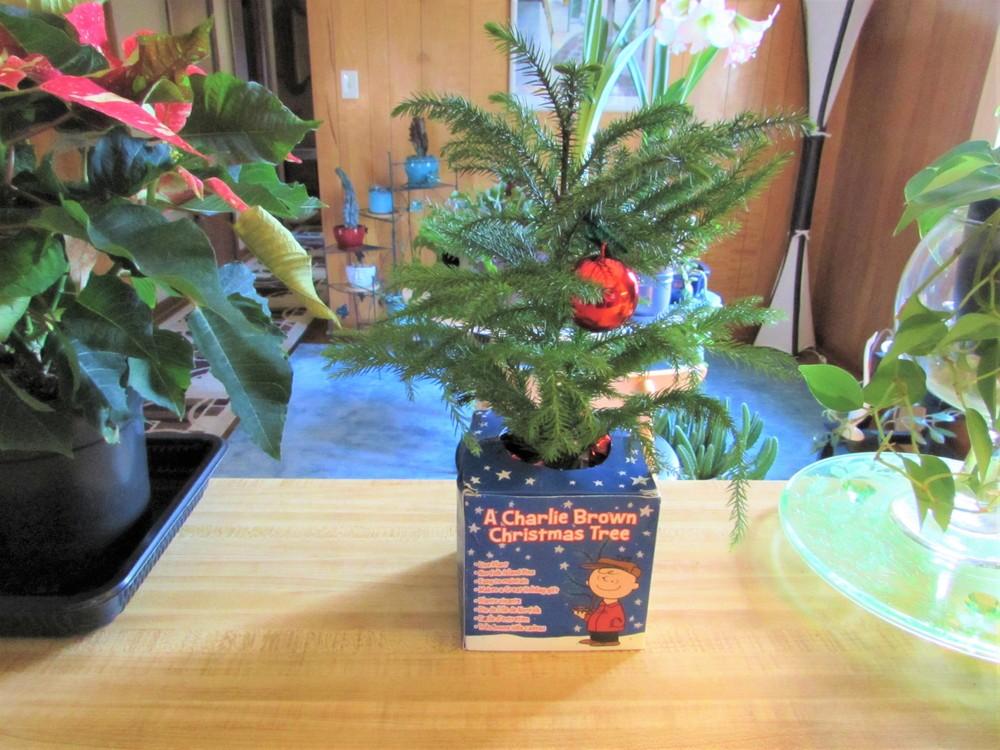 Photo of Norfolk Island Pine (Araucaria heterophylla) uploaded by SongofJoy