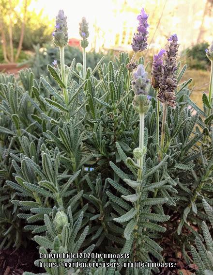 Photo of Lavenders (Lavandula) uploaded by nmoasis