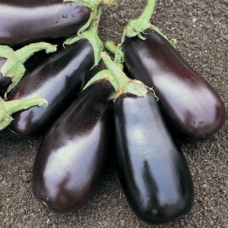 Photo of Eggplant (Solanum melongena 'Classic') uploaded by Joy