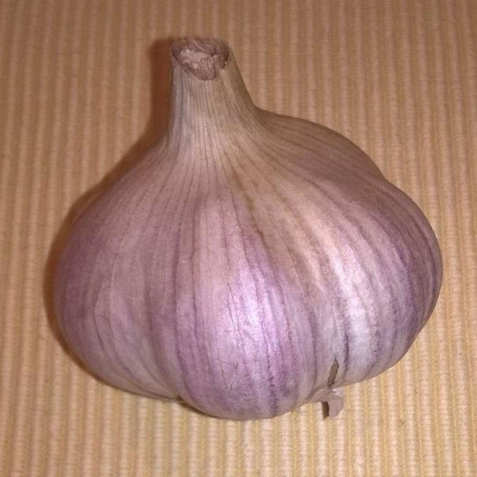 Photo of Garlic (Allium sativum 'Duganski') uploaded by Joy