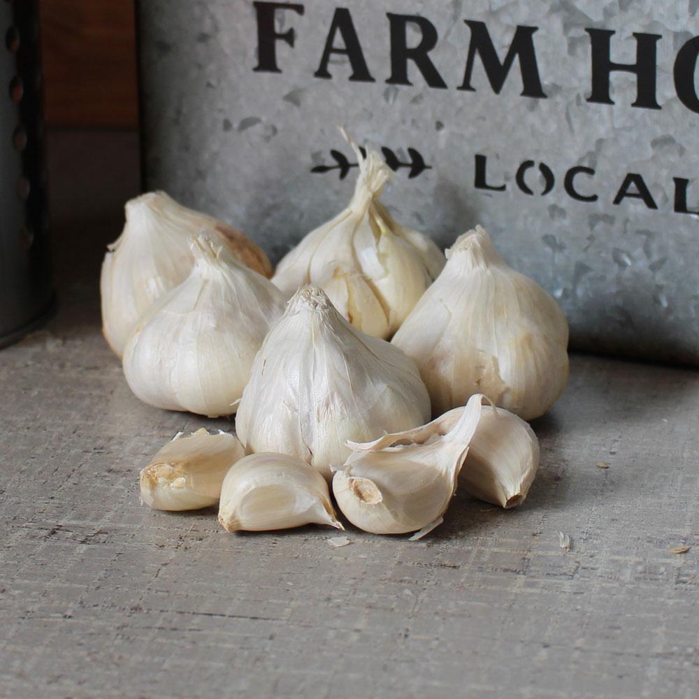 Photo of Garlic (Allium sativum 'Early Red Italian') uploaded by Joy