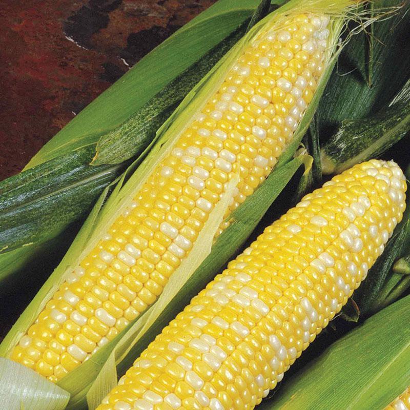 Photo of Sweet Corn (Se) (Zea mays subsp. mays 'Delectable') uploaded by Joy