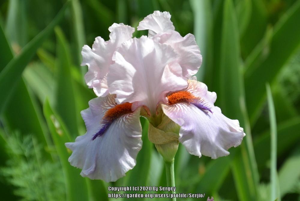 Photo of Tall Bearded Iris (Iris 'Awesome Alex') uploaded by Serjio