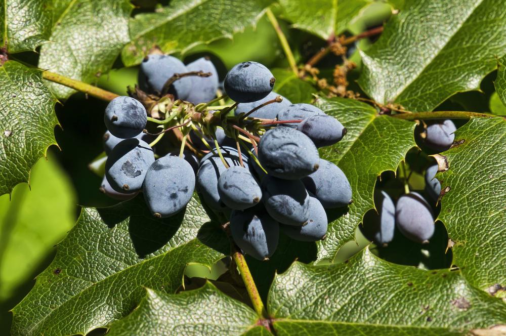 Photo of Oregon Grape (Mahonia aquifolium) uploaded by arctangent