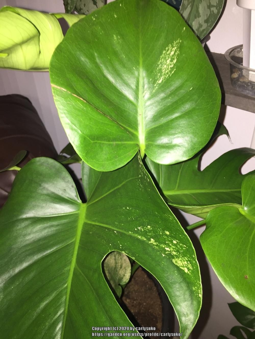 Photo of Split-Leaf Philodendron (Monstera deliciosa) uploaded by carlysuko
