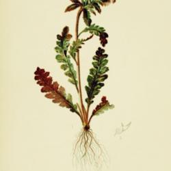 
Date: c. 1879
illustration from Meehan's 'The Native Flowers and Ferns of the U