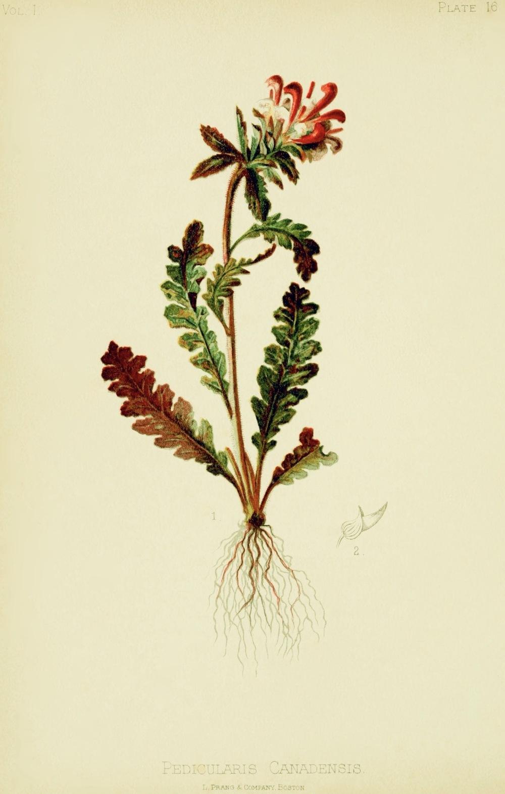 Photo of Common Lousewort (Pedicularis canadensis) uploaded by scvirginia