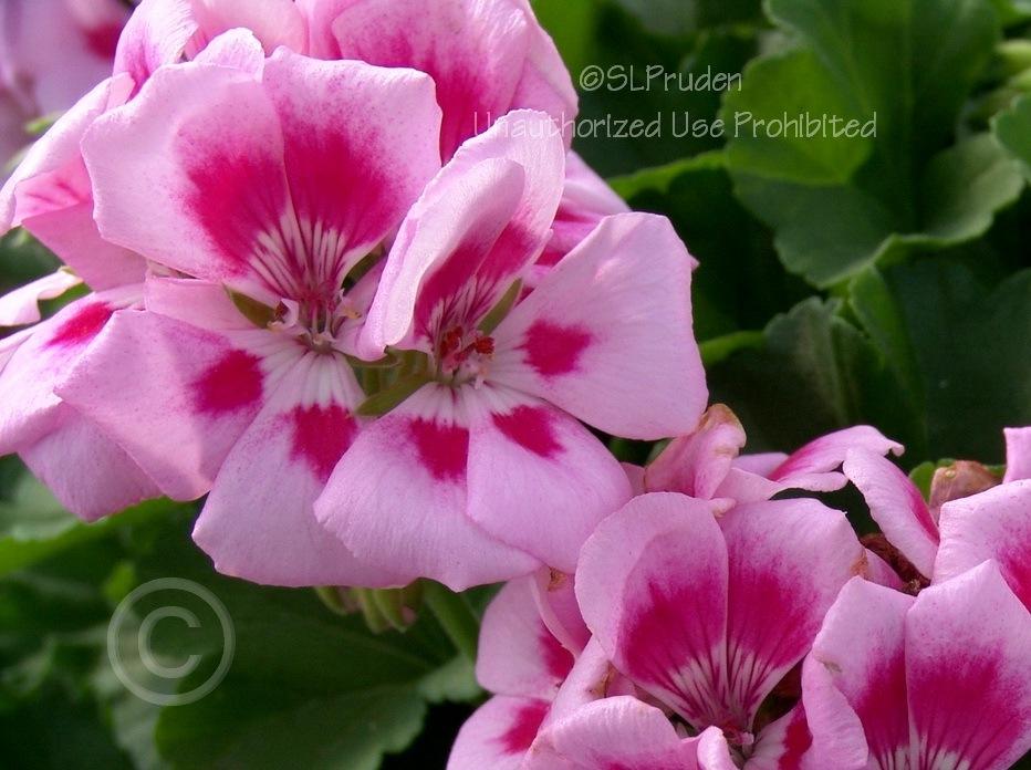 Photo of Fish Geranium (Pelargonium x hortorum Americana® Light Pink Splash) uploaded by DaylilySLP