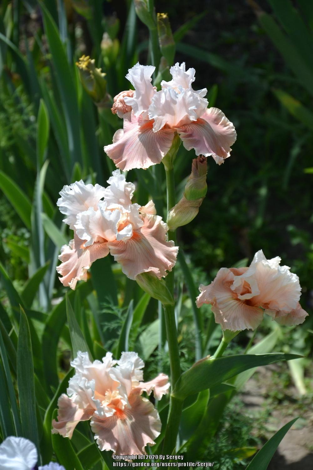 Photo of Tall Bearded Iris (Iris 'Bashful Princess') uploaded by Serjio