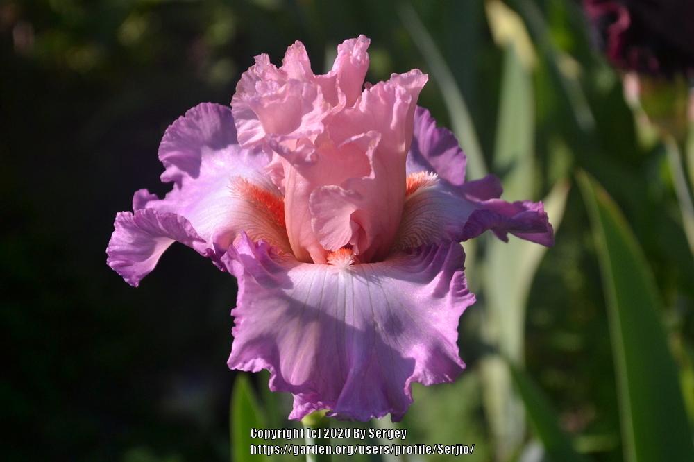 Photo of Tall Bearded Iris (Iris 'Blowing Kisses') uploaded by Serjio