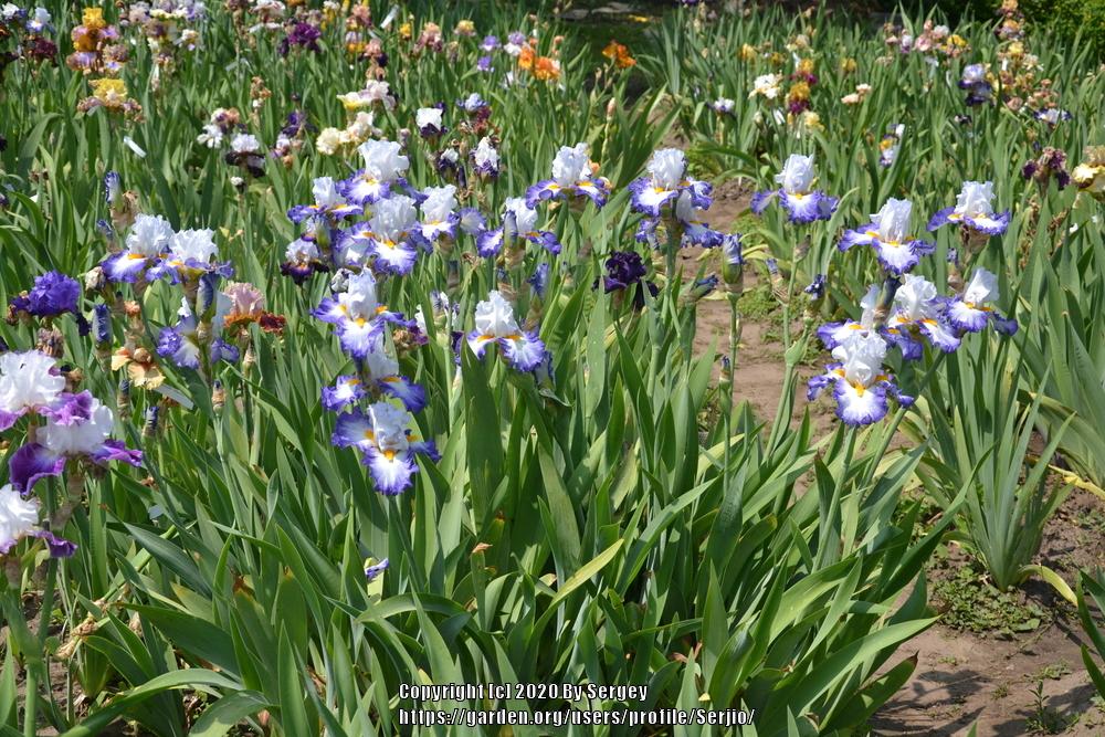Photo of Tall Bearded Iris (Iris 'Brilliant Idea') uploaded by Serjio
