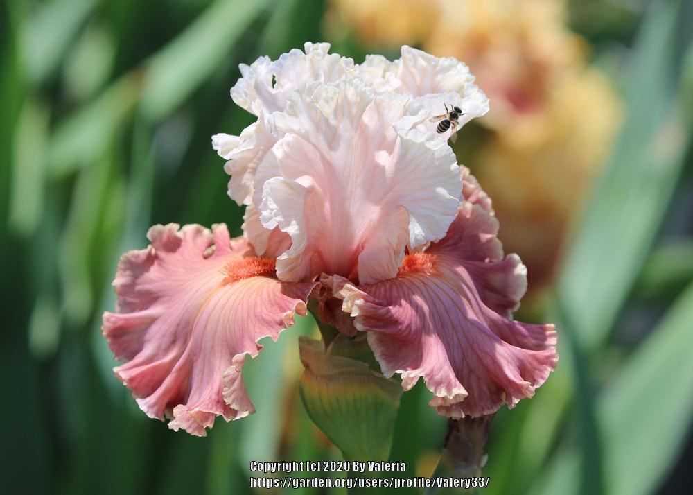 Photo of Tall Bearded Iris (Iris 'Emblematic') uploaded by Valery33
