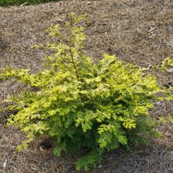 Location: Beech grove, Hidden Lake Gardens, Michigan
Date: 2012-09-17
Golden Hinoki Cypress, one year after being planted in 2011.