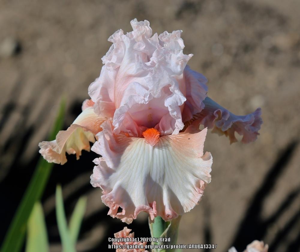 Photo of Tall Bearded Iris (Iris 'Double Platinum') uploaded by ARUBA1334