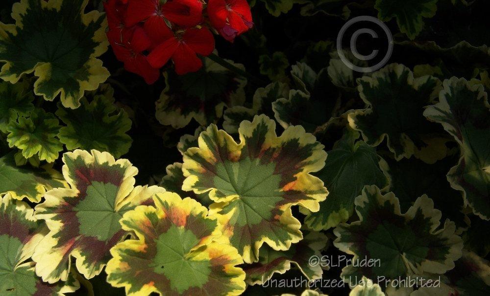 Photo of Zonal Geranium (Pelargonium x hortorum 'Mrs. Pollock') uploaded by DaylilySLP