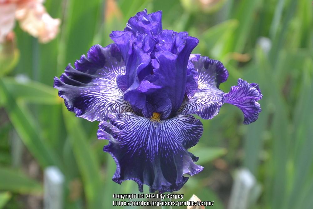 Photo of Tall Bearded Iris (Iris 'Clotho's Web') uploaded by Serjio