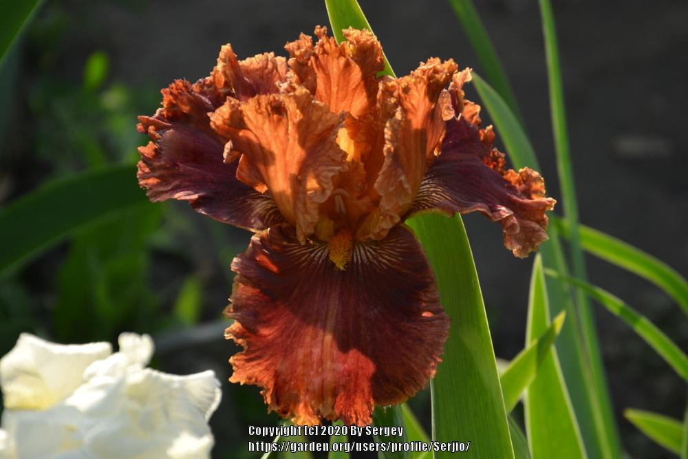 Photo of Tall Bearded Iris (Iris 'Chestnuts Roasting') uploaded by Serjio