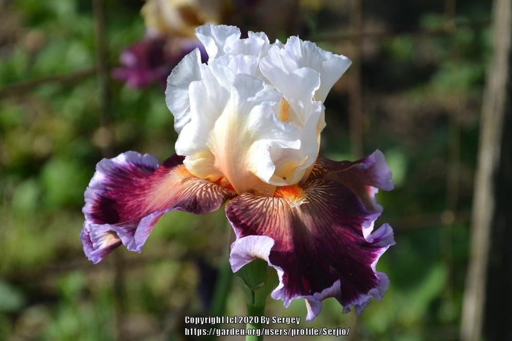 Photo of Tall Bearded Iris (Iris 'Care To Dance') uploaded by Serjio