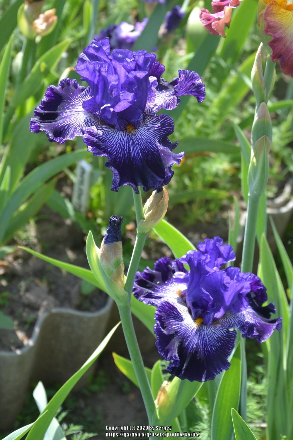Photo of Tall Bearded Iris (Iris 'Clotho's Web') uploaded by Serjio
