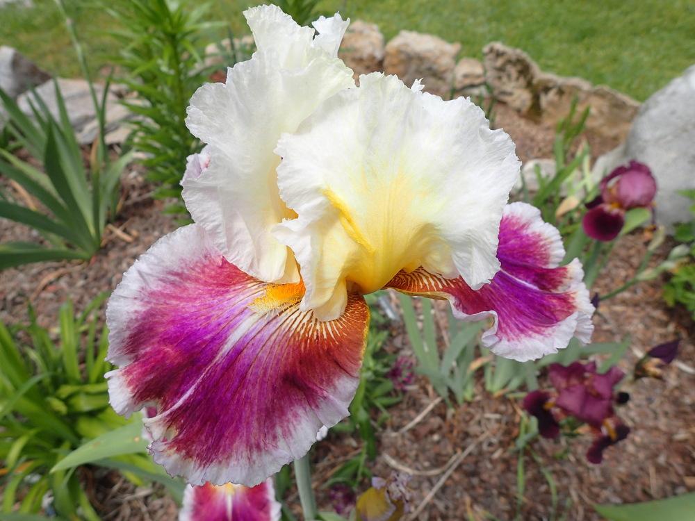 Photo of Tall Bearded Iris (Iris 'Dawn Eternal') uploaded by wormgirl
