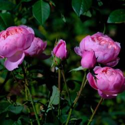 Location: Near Napa Valley (Northern California)
Date: 2020-11-06
The Alnwick Rose in a darker than typical shade of pink due to co