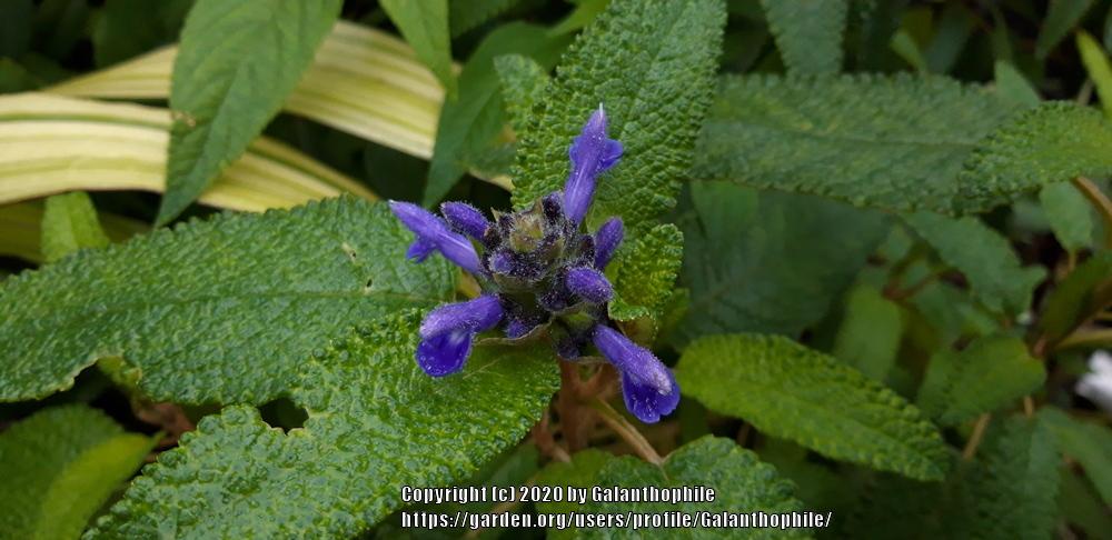 Photo of Sage (Salvia corrugata) uploaded by Galanthophile