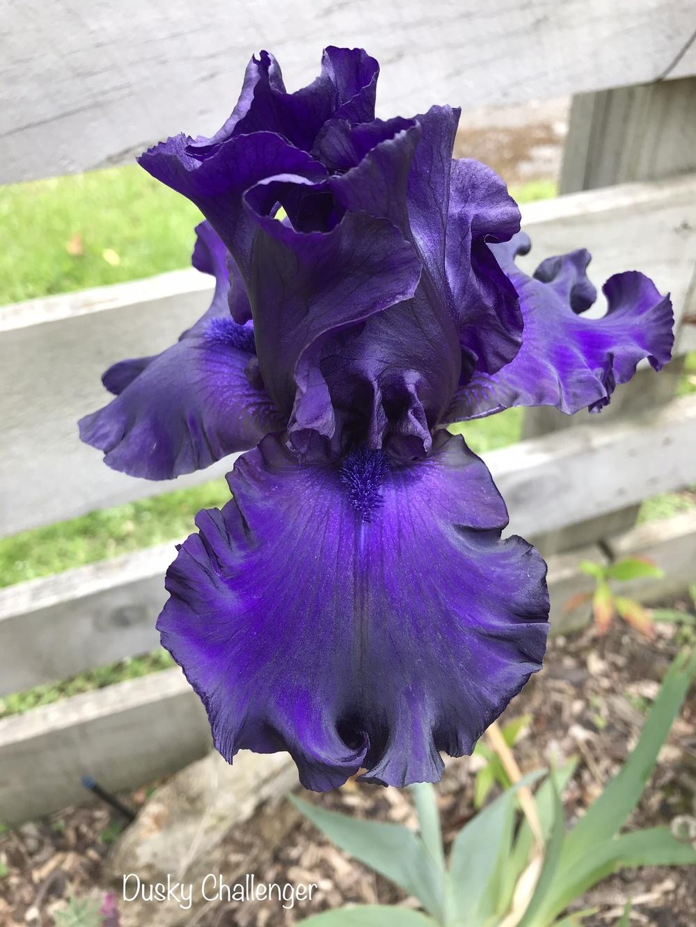 Photo of Tall Bearded Iris (Iris 'Dusky Challenger') uploaded by Kazryn