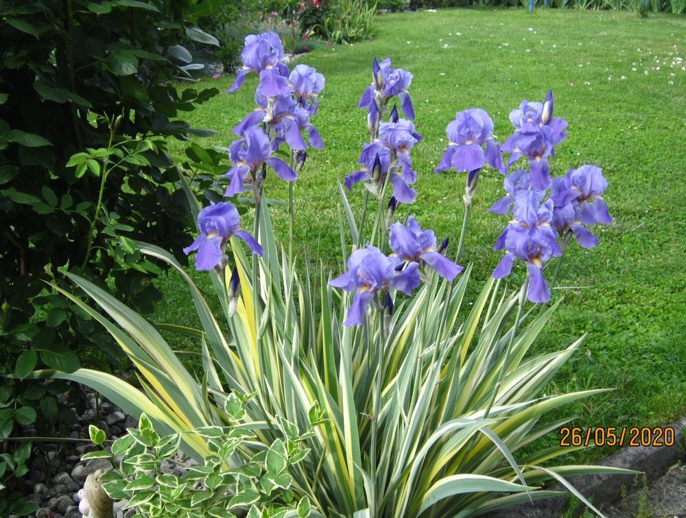 Photo of Species Iris (Iris pallida) uploaded by Perunika