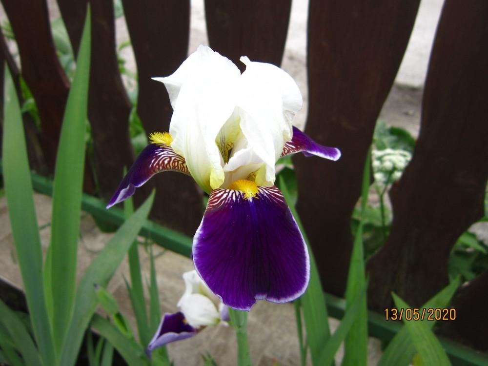 Photo of Tall Bearded Iris (Iris 'Wabash') uploaded by Perunika