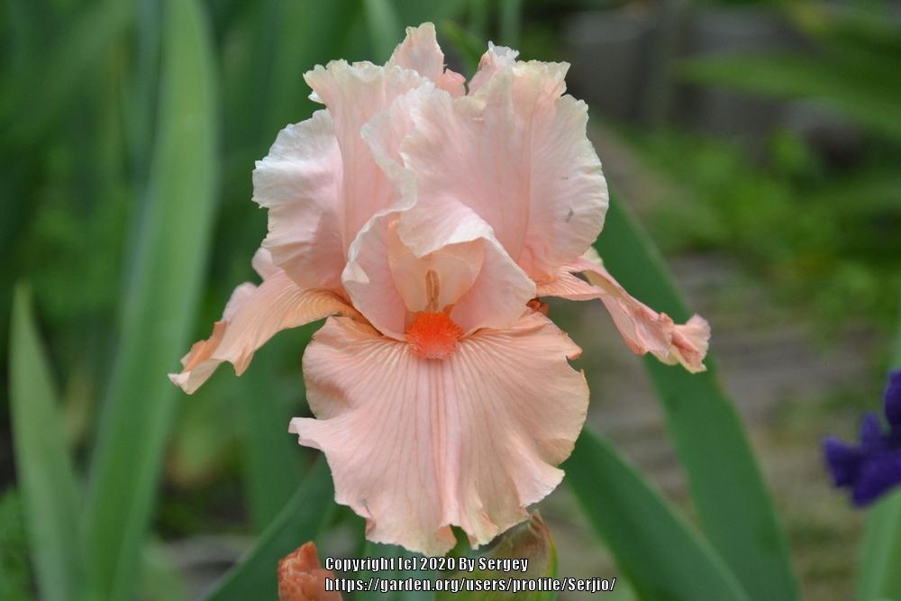 Photo of Tall Bearded Iris (Iris 'Coral Charm') uploaded by Serjio