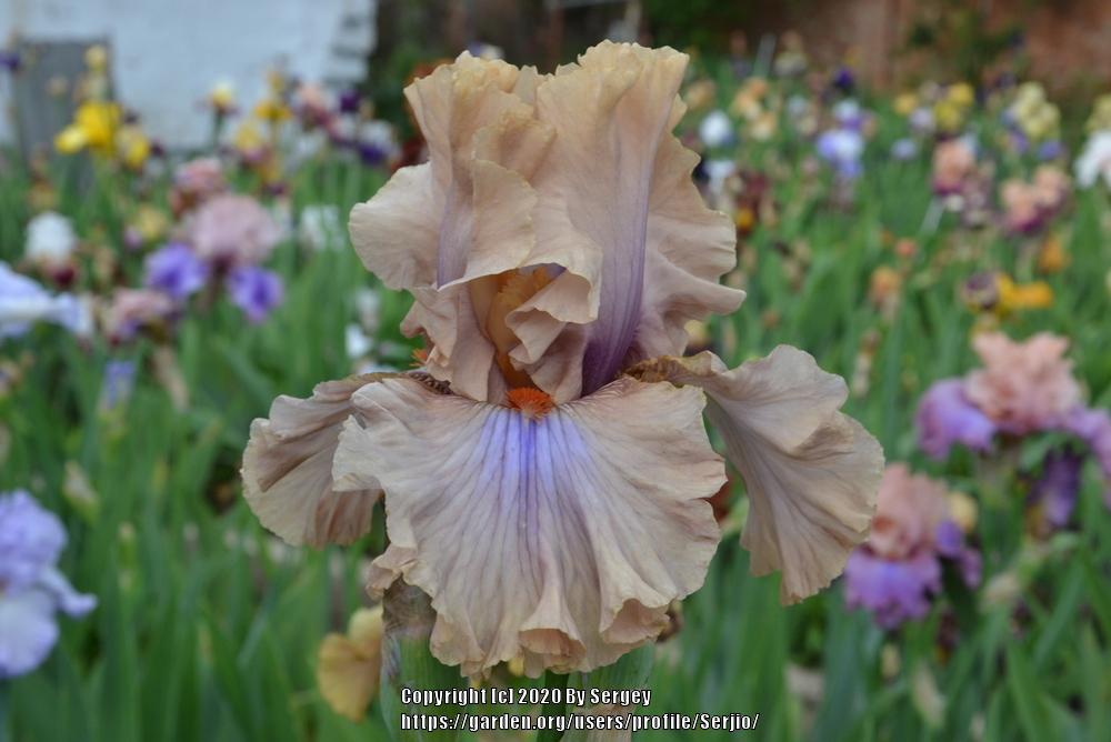 Photo of Tall Bearded Iris (Iris 'Coffee Trader') uploaded by Serjio