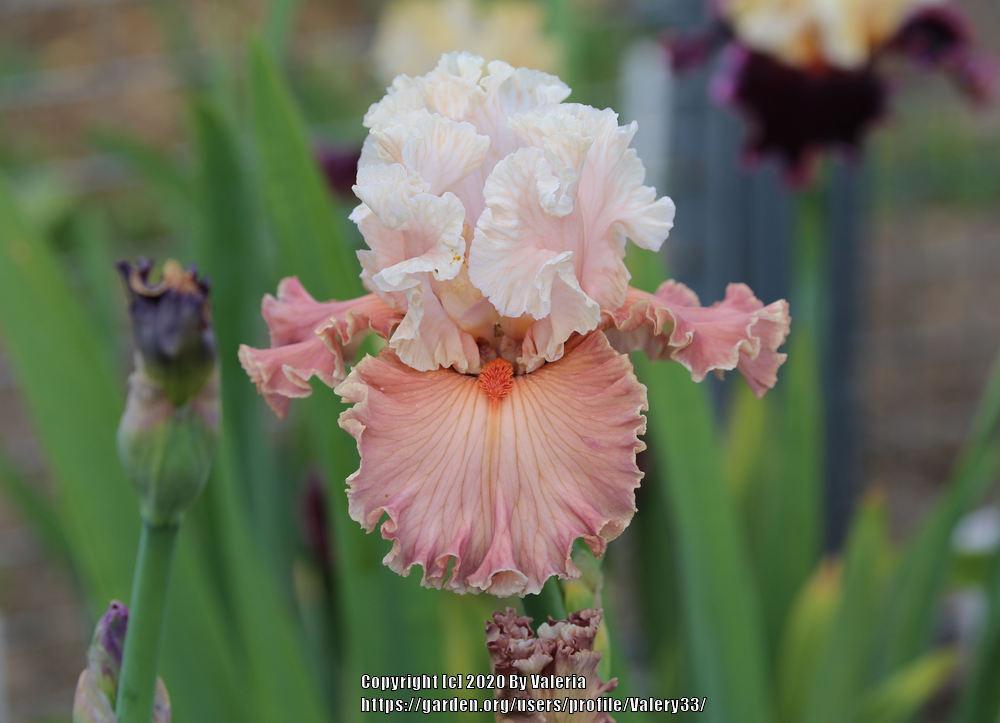 Photo of Tall Bearded Iris (Iris 'Emblematic') uploaded by Valery33