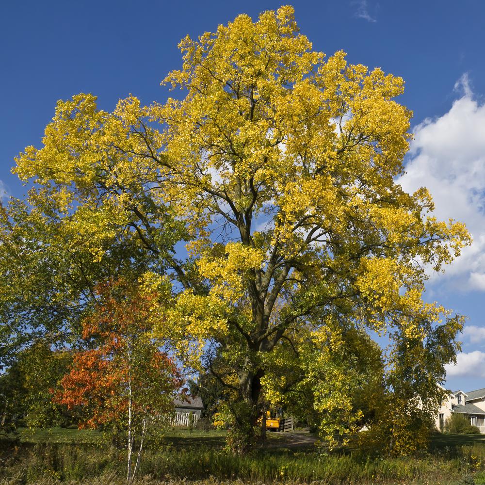 Photo of Eastern Cottonwood (Populus deltoides) uploaded by arctangent