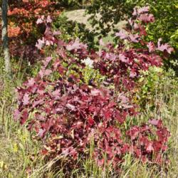 Location: Hidden Lake Gardens, Tipton, Michigan
Date: 2012-10-04
On occasion, Quercus alba can produce red fall colors to rival Ac