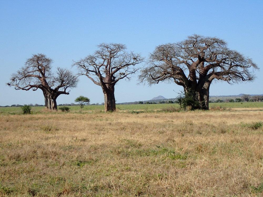 Photo of Baobab (Adansonia digitata) uploaded by wormgirl
