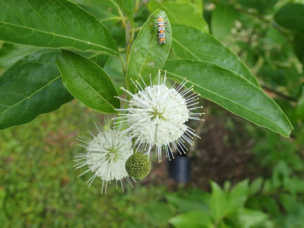 Photo of Buttonbush (Cephalanthus occidentalis) uploaded by wormgirl
