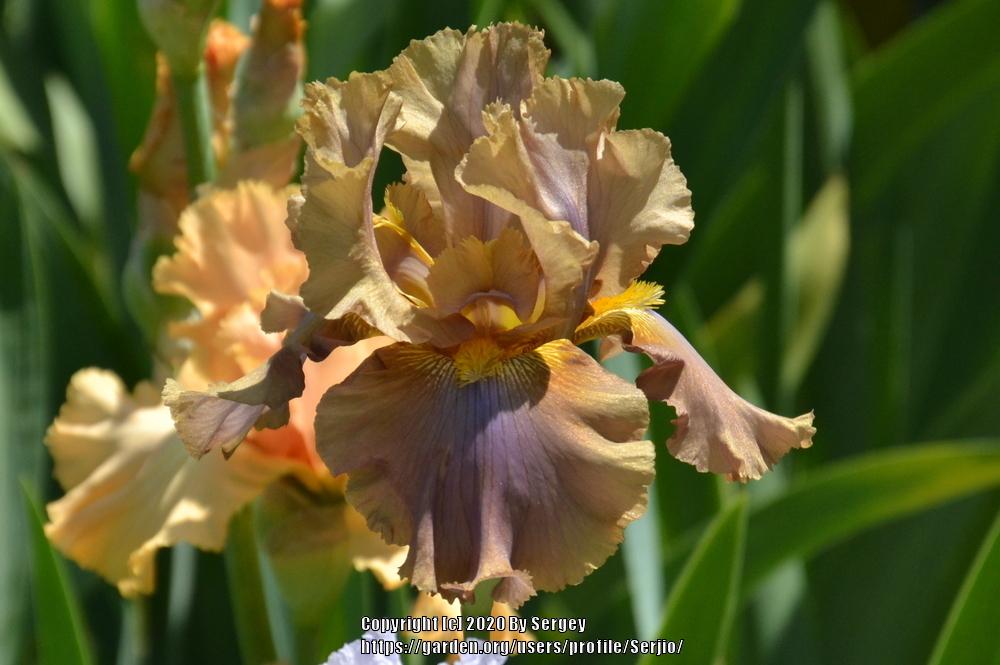 Photo of Tall Bearded Iris (Iris 'Downtown Brown') uploaded by Serjio
