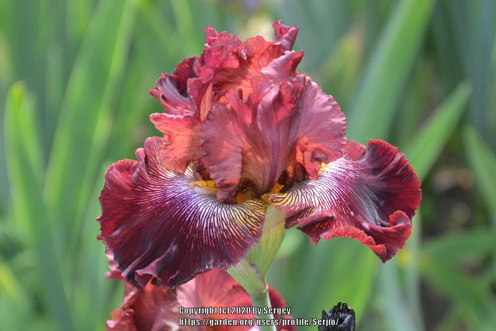 Photo of Tall Bearded Iris (Iris 'Dare Me') uploaded by Serjio