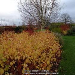 Location: RHS Harlow Carr, Yorkshire, UK
Date: 2020-11-21