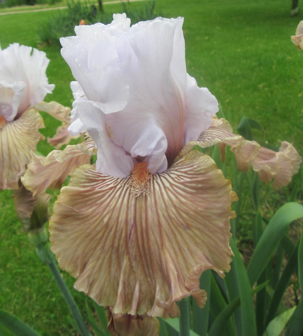 Photo of Tall Bearded Iris (Iris 'Tango Amigo') uploaded by tveguy3