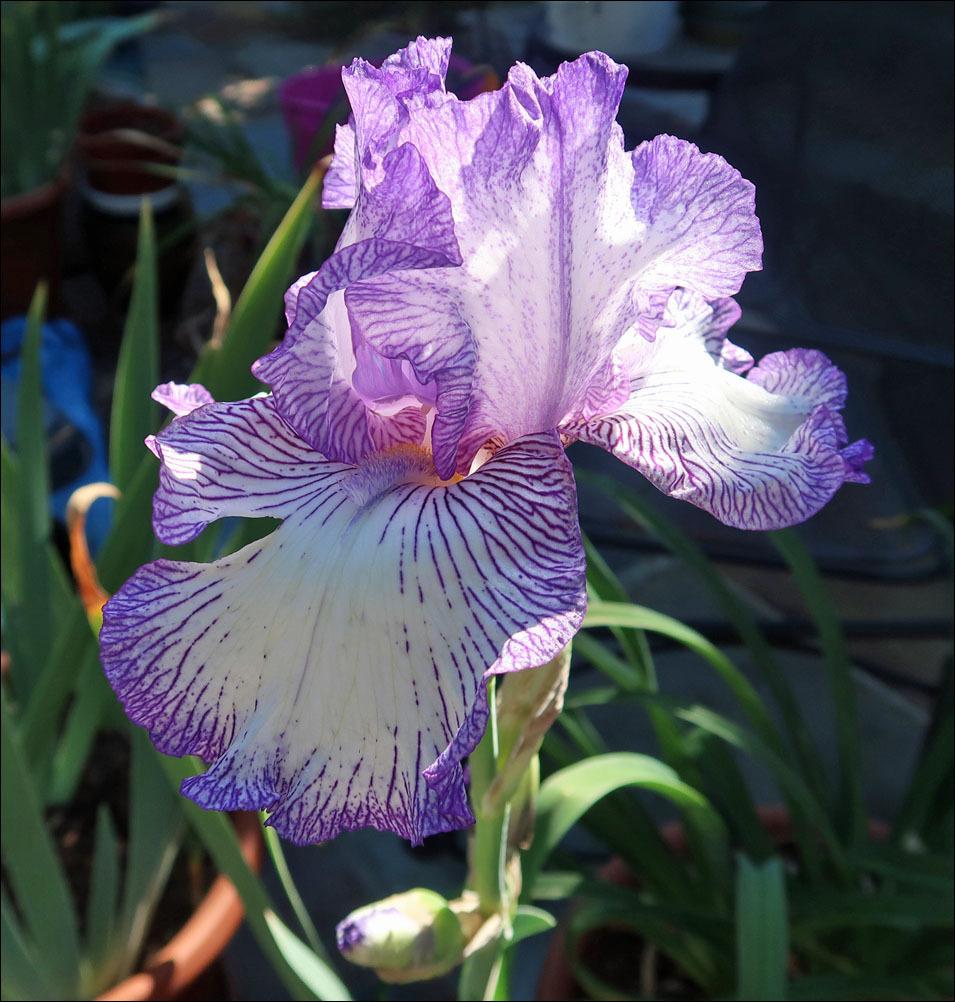 Photo of Tall Bearded Iris (Iris 'Autumn Circus') uploaded by Polymerous