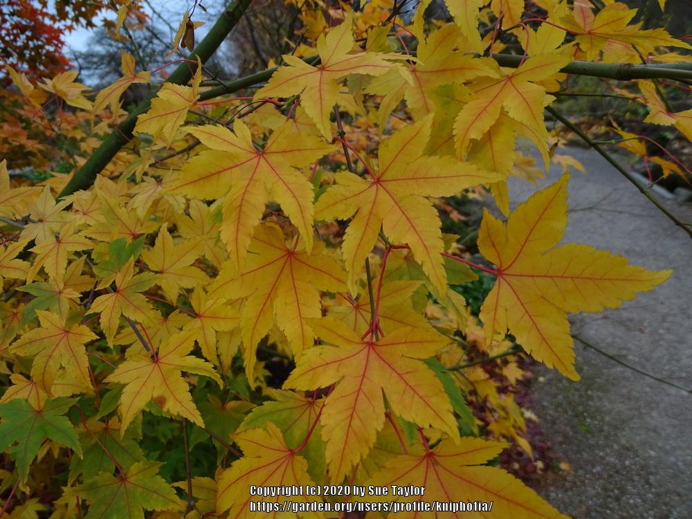 Photo of Japanese Maple (Acer palmatum) uploaded by kniphofia