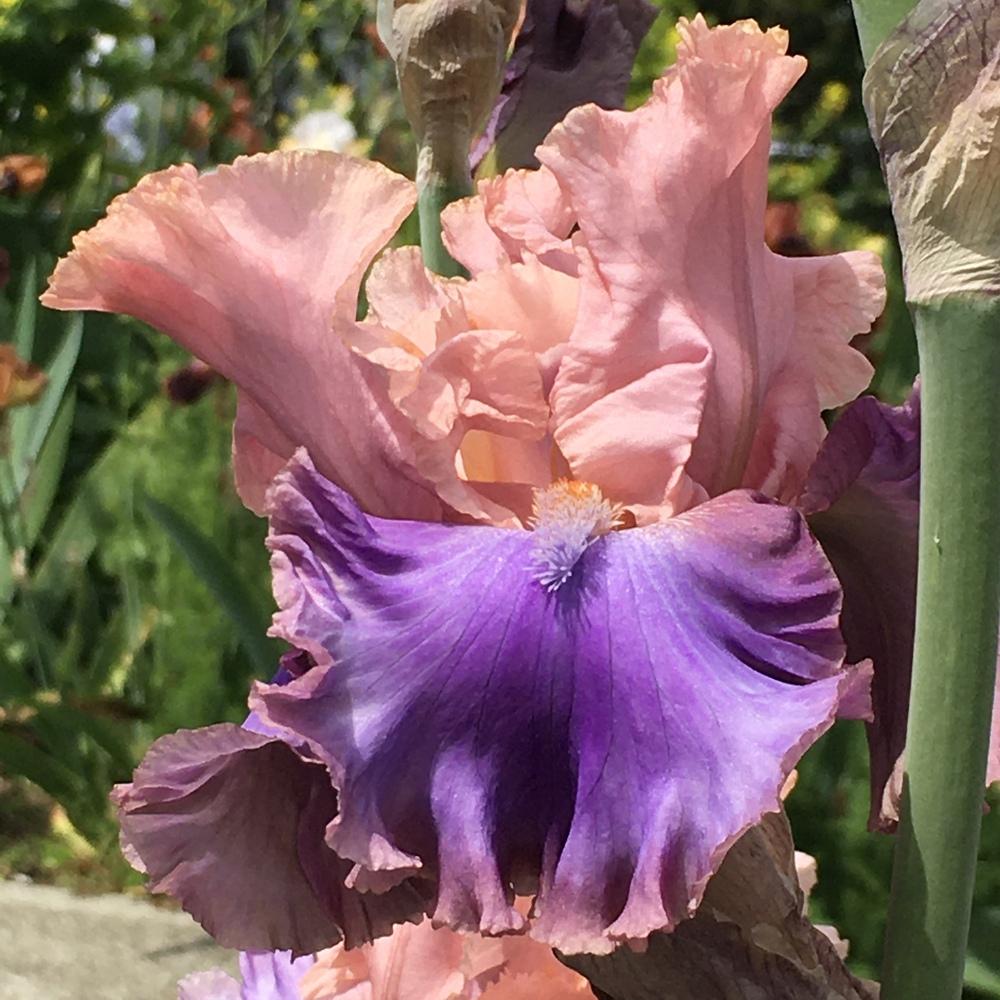 Photo of Tall Bearded Iris (Iris 'Florentine Silk') uploaded by lilpod13