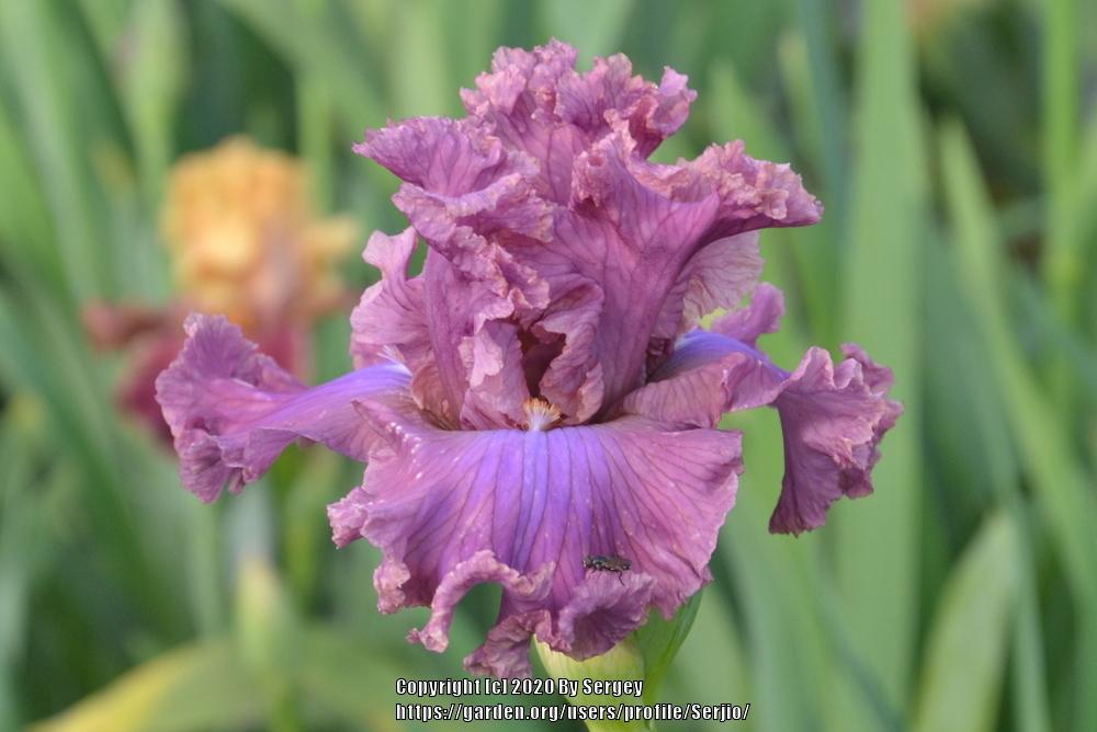 Photo of Tall Bearded Iris (Iris 'Eye for Style') uploaded by Serjio
