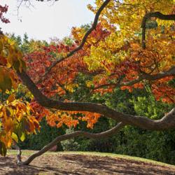 Location: Hidden Lake Gardens, Tipton, Michigan
Date: 2012-10-04
Left to their own devices, sassafras trees can develop quite wond