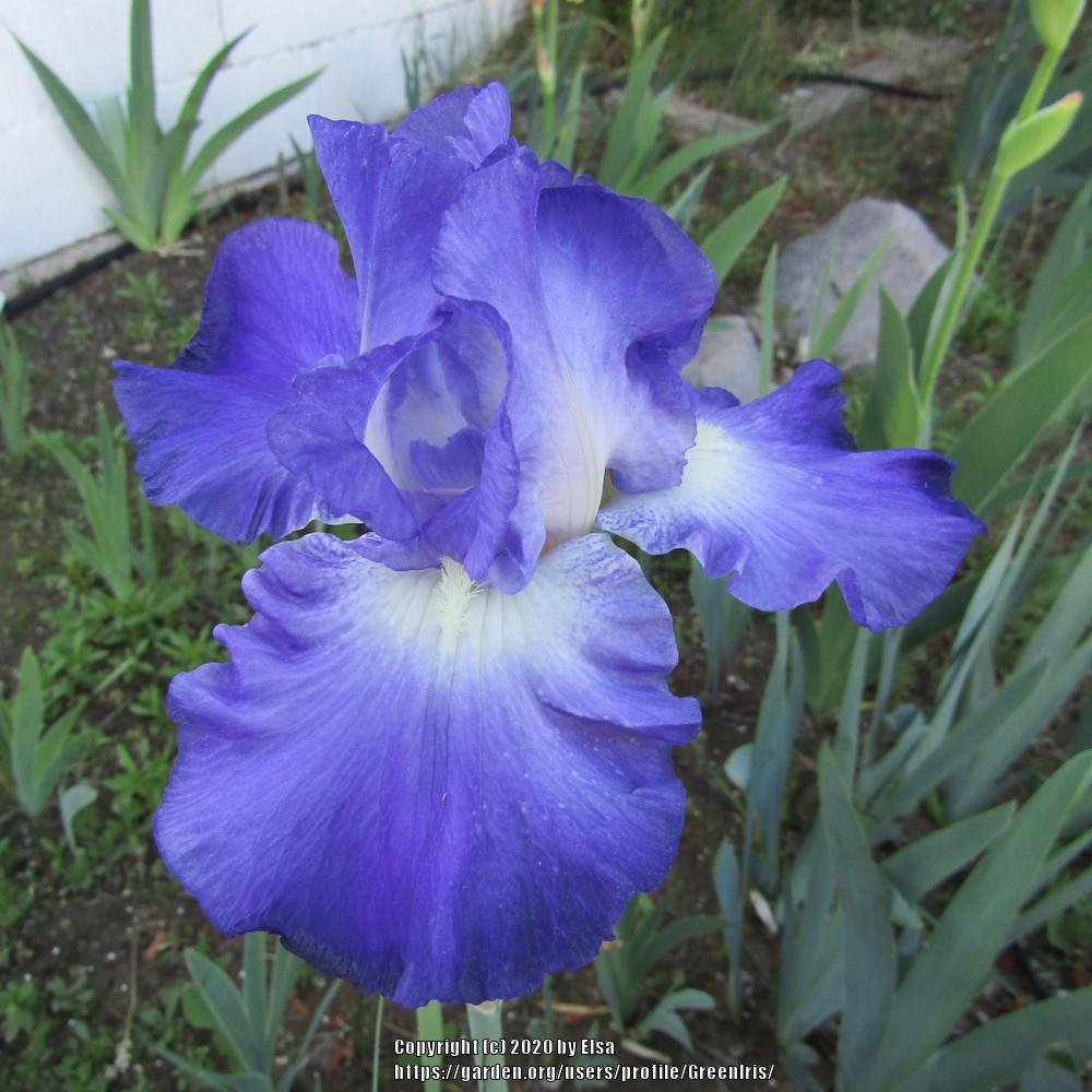 Photo of Tall Bearded Iris (Iris 'City Lights') uploaded by GreenIris