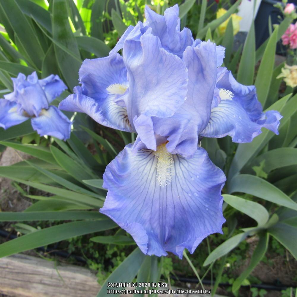 Photo of Tall Bearded Iris (Iris 'Babbling Brook') uploaded by GreenIris