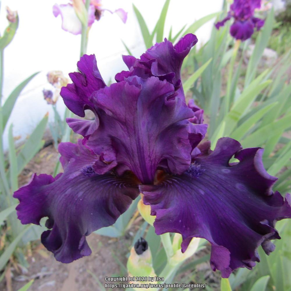 Photo of Tall Bearded Iris (Iris 'Plum Poodle') uploaded by GreenIris