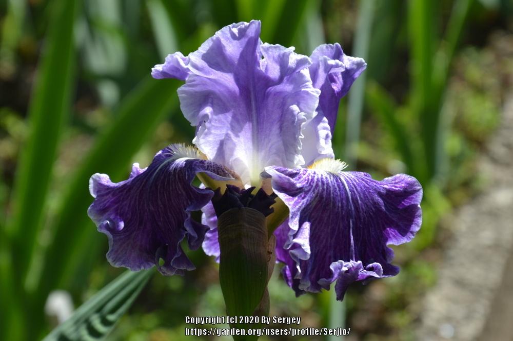 Photo of Tall Bearded Iris (Iris 'Fancy Dress') uploaded by Serjio